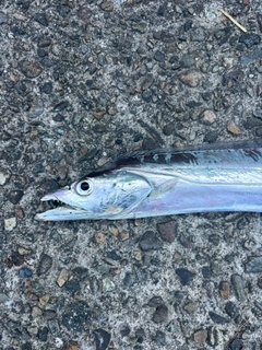 タチウオの釣果