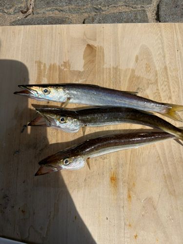 アカカマスの釣果