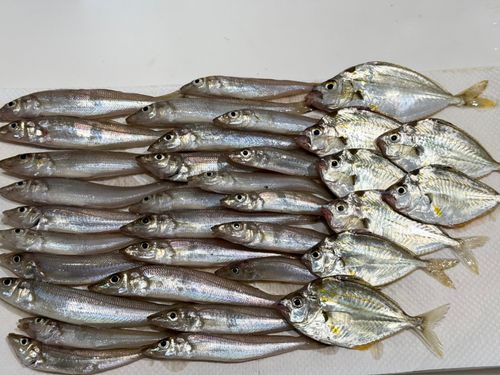 キスの釣果