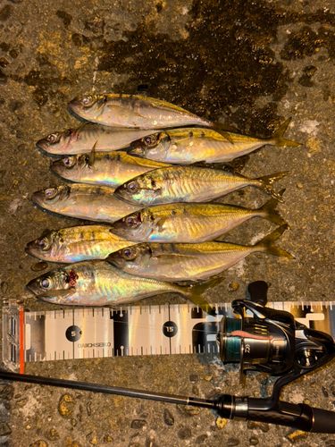 アジの釣果