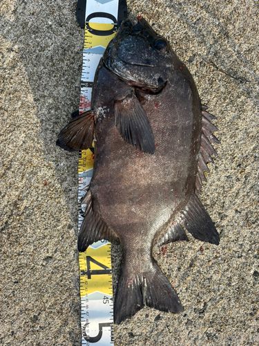 イシダイの釣果