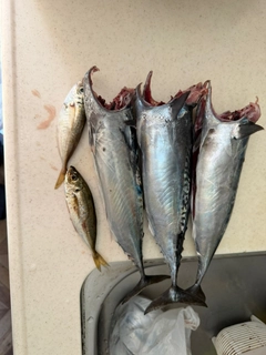 ソウダガツオの釣果
