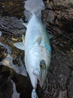 ヒラスの釣果