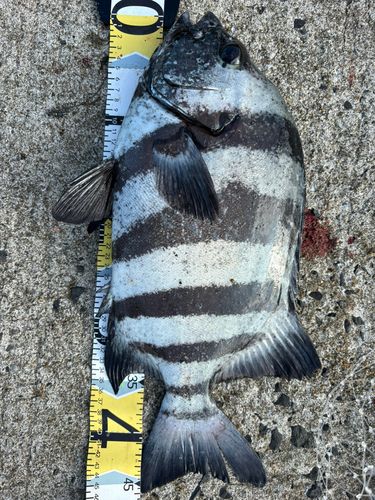 イシダイの釣果