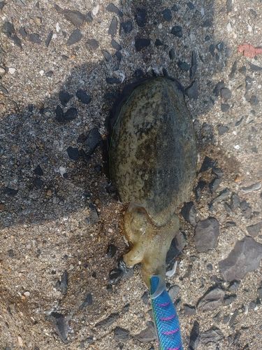 コウイカの釣果