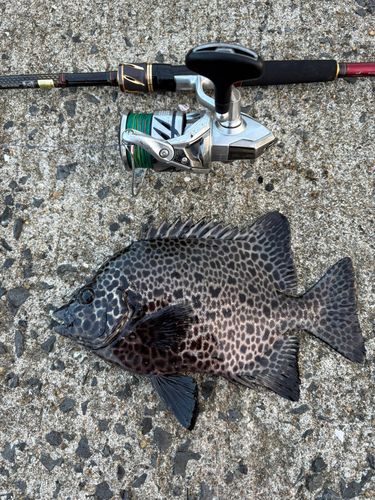 イシガキダイの釣果