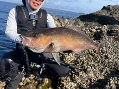 ヒレナガカンパチの釣果