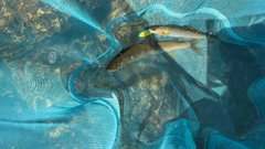 アユの釣果