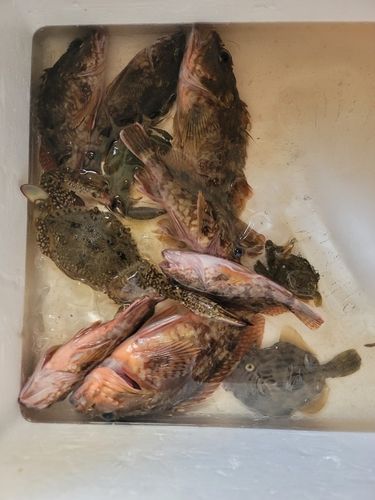 カサゴの釣果