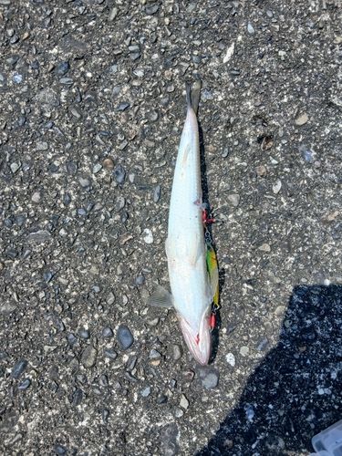 エソの釣果