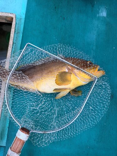 アオハタの釣果