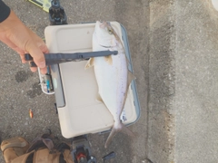 ショゴの釣果