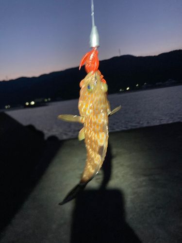 アコウの釣果