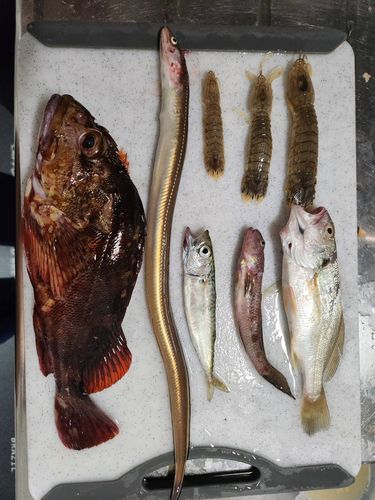 アナゴの釣果