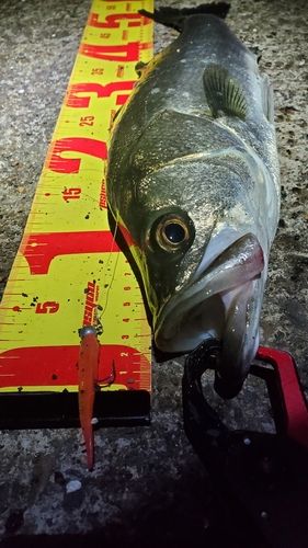 フッコ（マルスズキ）の釣果