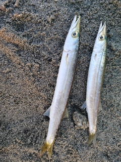 カマスの釣果