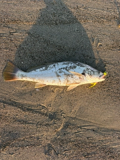 オオニベの釣果