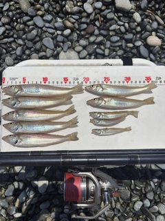 シロギスの釣果