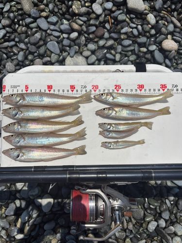 シロギスの釣果