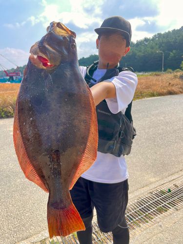 ヒラメの釣果
