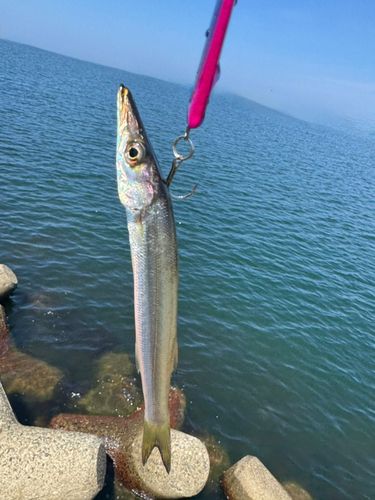 カマスの釣果