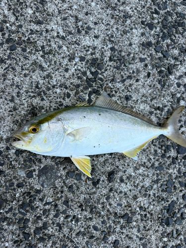 ショゴの釣果