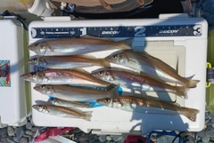 シロギスの釣果
