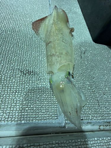 ケンサキイカの釣果