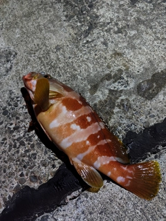 アカハタの釣果