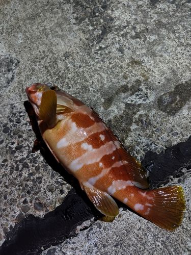 アカハタの釣果