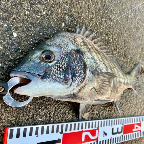クロダイの釣果