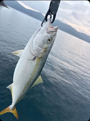 ワラサの釣果
