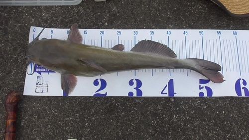 アメリカナマズの釣果