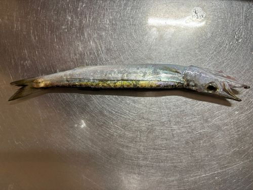 カマスの釣果