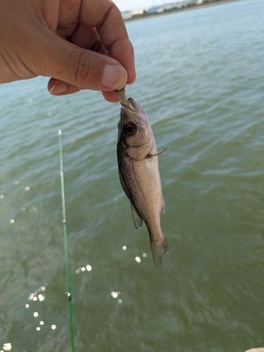 セイゴ（タイリクスズキ）の釣果