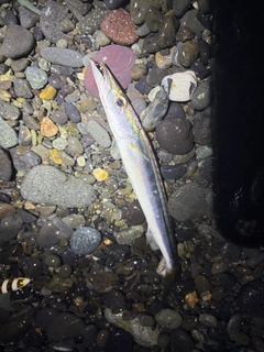 カマスの釣果