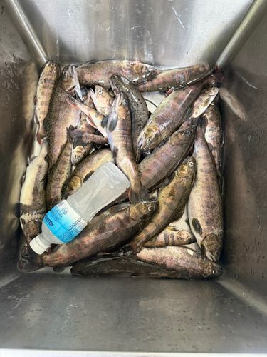 ヤマメの釣果