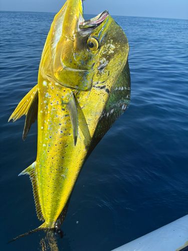 シイラの釣果