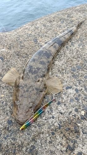 マゴチの釣果