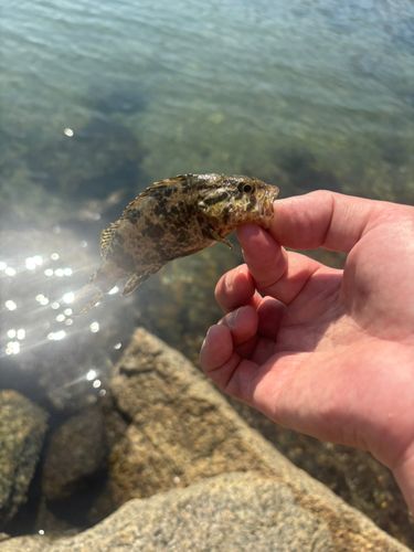 タケノコメバルの釣果