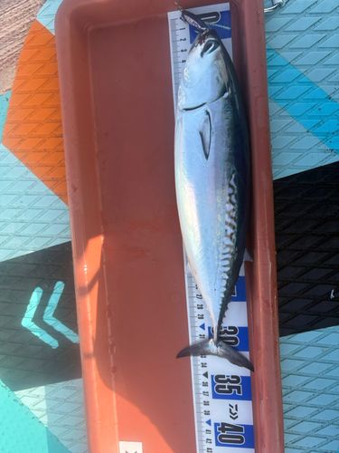 ソウダガツオの釣果