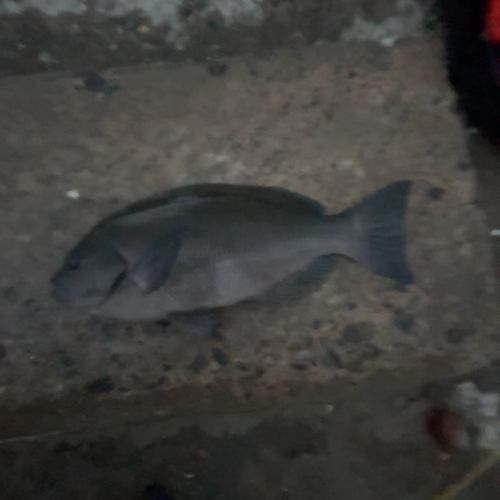 メジナの釣果