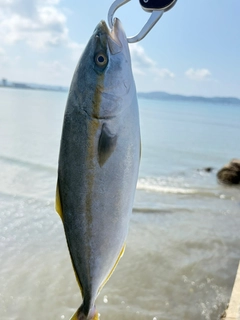 イナダの釣果