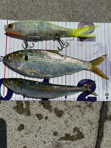 コノシロの釣果