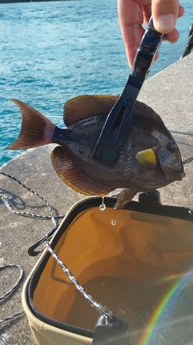 トカジャーの釣果