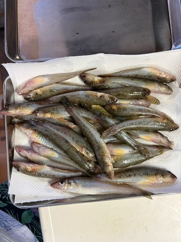 ハゼの釣果