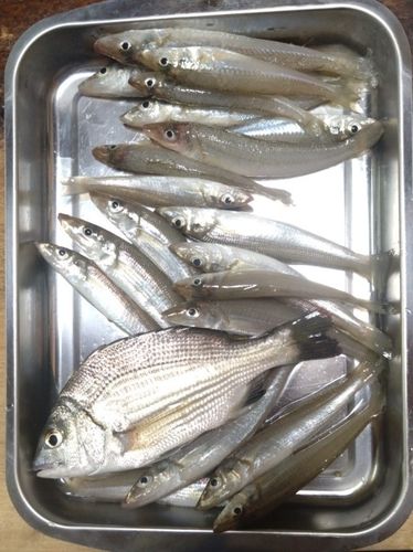 キスの釣果
