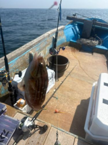 ホシササノハベラの釣果