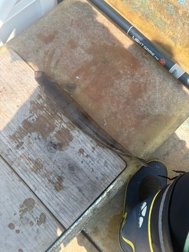 エソの釣果