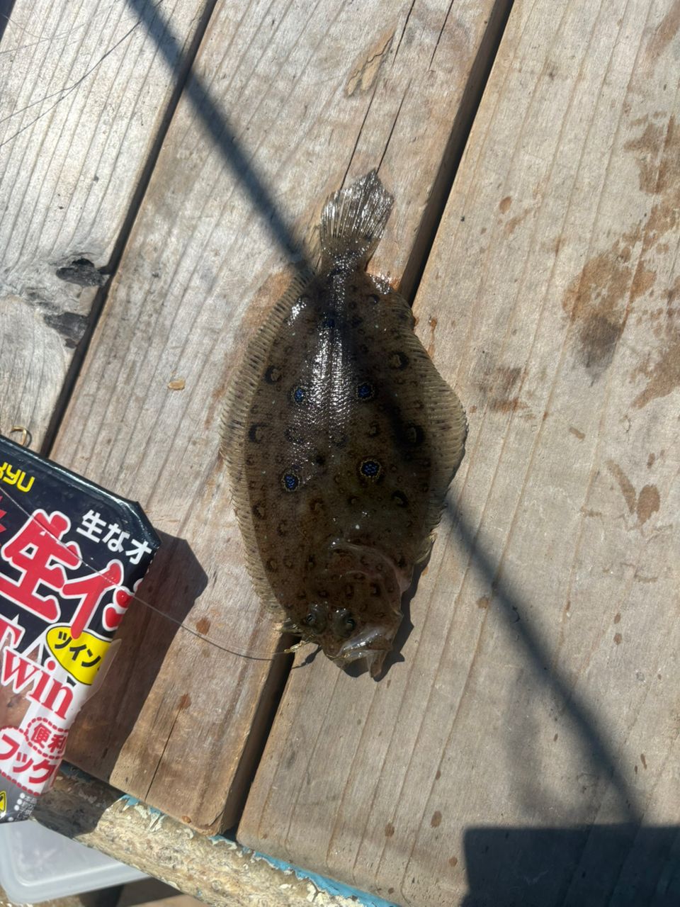SUPER JUN tw さんの 2026年08月24日のタマガンゾウビラメの釣り・釣果